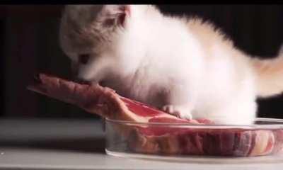 Sound on for this adorable apex predator