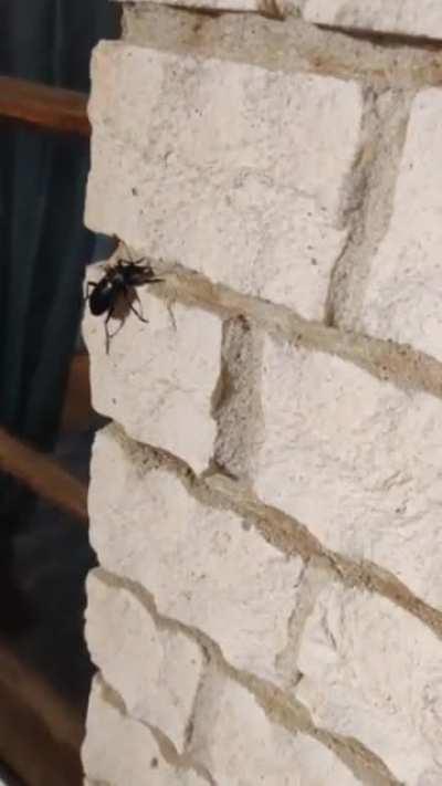 Cool beetle huh? (OC)