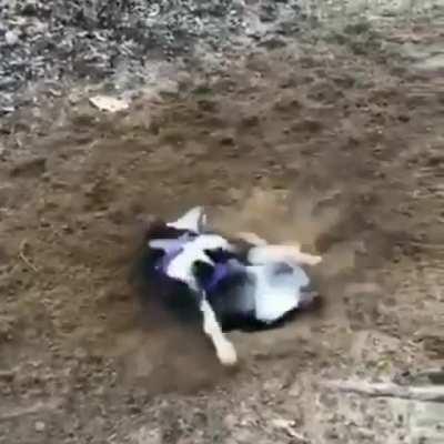 Dog.exe has stopped working