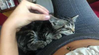 Tiny kitty w tiny kitty squeak