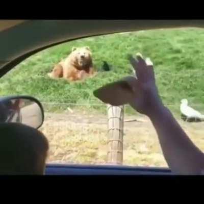 I wanna have a beer with this bear!