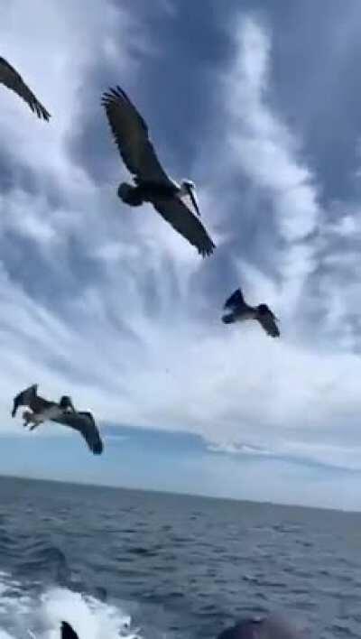 WCGW feeding the birds