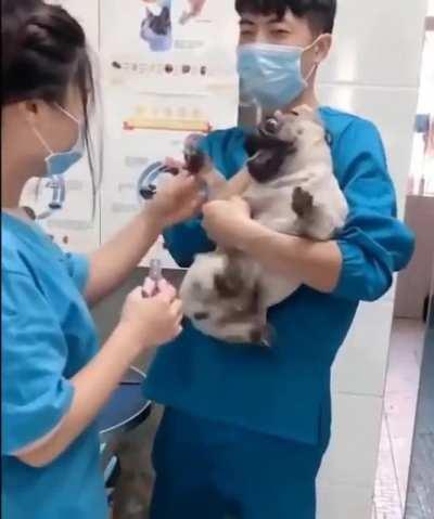 Over-dramatic pug squeals in terror when his nails getting clipped during trip to the vets.