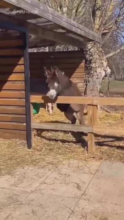 casual donkey moment