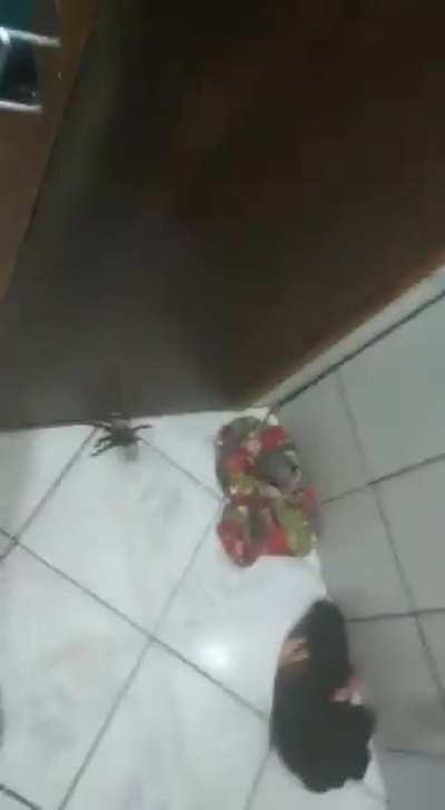 (Loud) the last terror scream