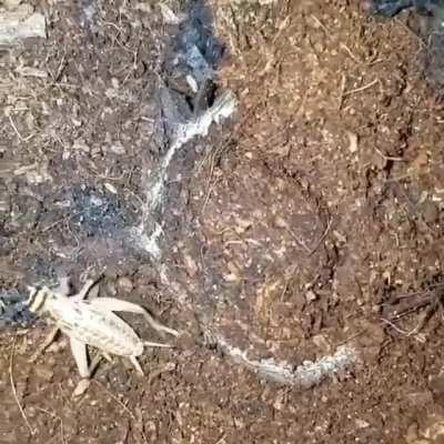 🔥 Trapdoor spiders build homes with an actual ‘hinged’ door . Silk is left outside these doors, a kind of trip line that vibrates when trespassers cross it, alerting the spider to a potential meal. A huge surprise for passing insects
