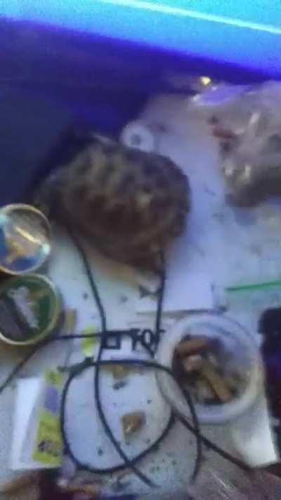 Everyone's favorite junkie 'Scum' shows how to get high off your last oxy