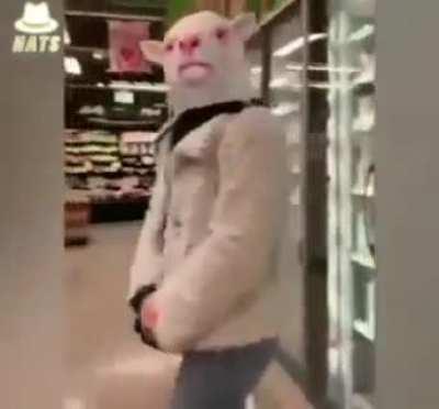 Pro-troll 🤣🐑🐑