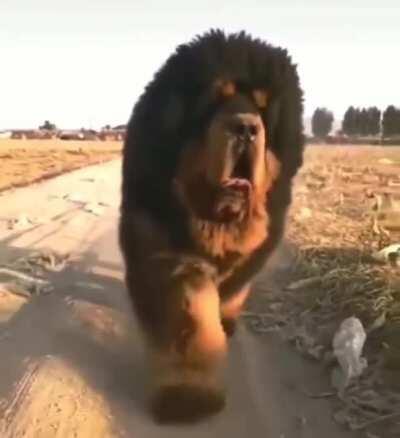 Maximum floof. The floof cannot be measured with conventional, existing technology.