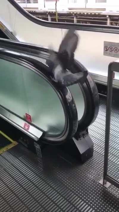 To Perch on the railing