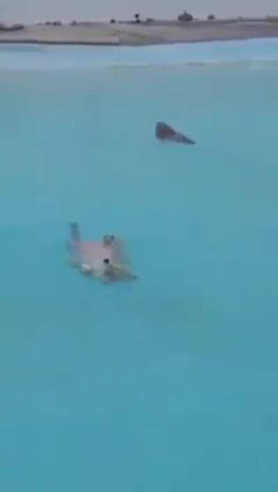 doggypaddle.exe is broken