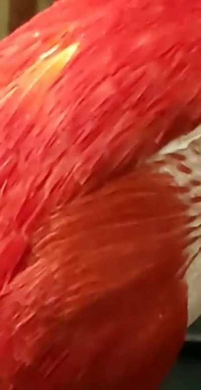 Don't make fun of her bald spot!