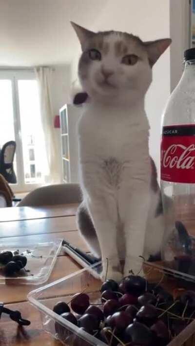 She loves to play with, not eat, the cherries