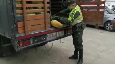 Pepeni ca la Dabuleni v2.0