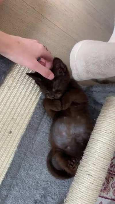 Foster kitten falling right asleep as I pet her 🥺🥺🥺