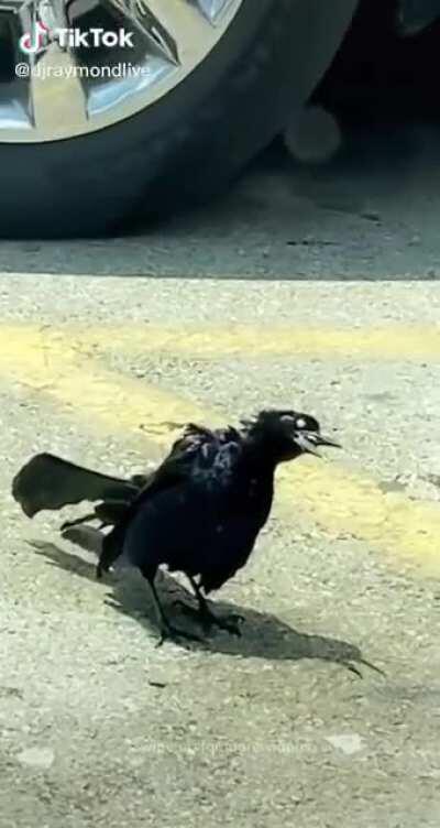 A bird on crack