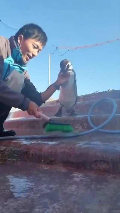 Penguins are empathetic