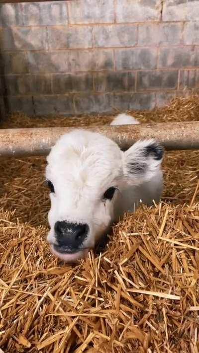 Cutie babycow