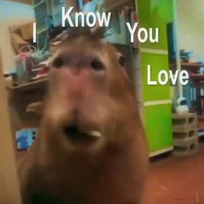 Damn that capybara bussin