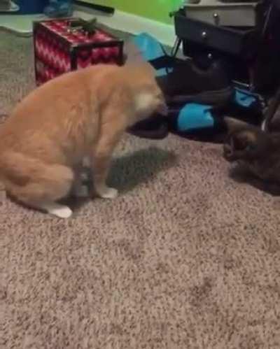 Not only does he sit on his tail, he then puts both front paws on it. This can only end badly.