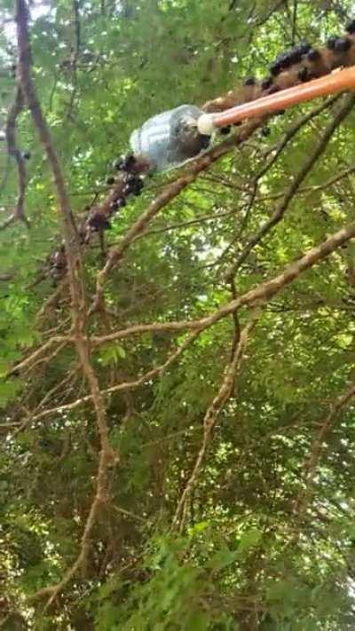 Minha gambiarra pra catar jabuticaba