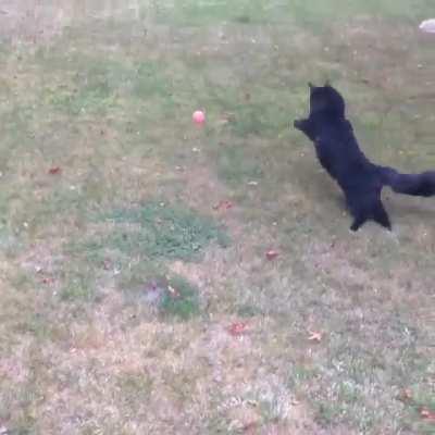 Cat.exe has encountered an error and stopped working