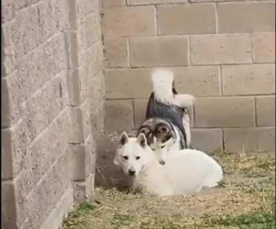 Listen mom....i wasn't trying to escape or anything...i was just searching for treats