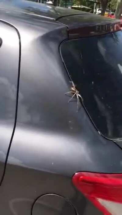 Does this fit here ?