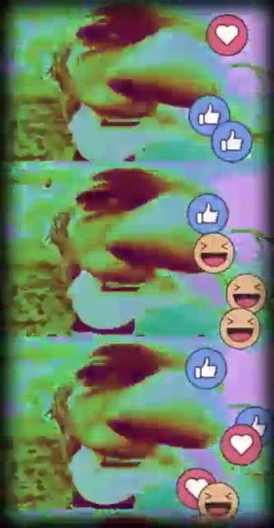 Jungle Drugs 311 live