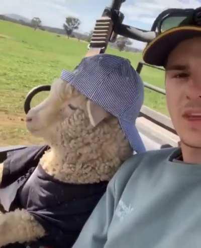 Chilling with the homie Sheep