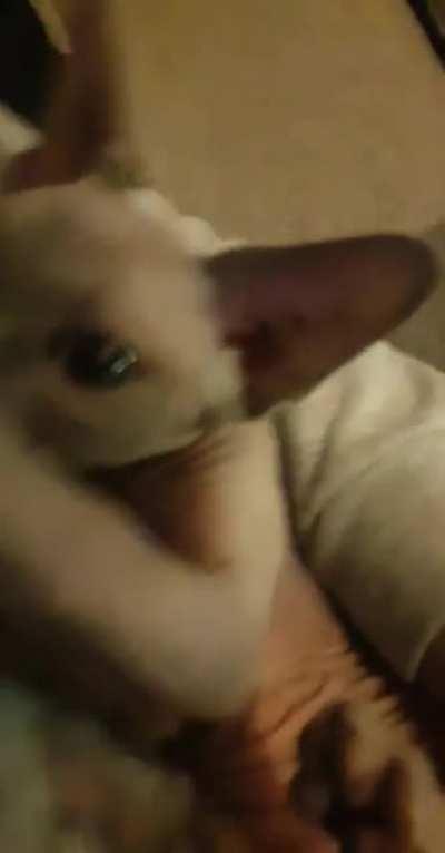 Peach loves to bite on my necklace