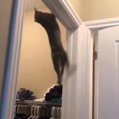 Cats Mission Impossible / Assassin's Creed - PART 2