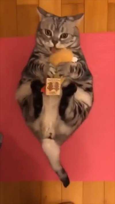 Cat gets excited by his toy