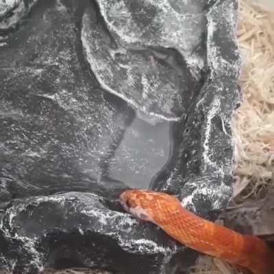 Finally caught her sippin on video