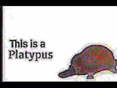 platypus
