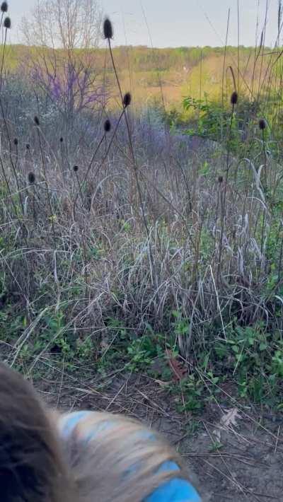 Went hiking and found something that sucked other than a tick. 