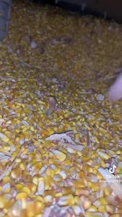 Probably called for help