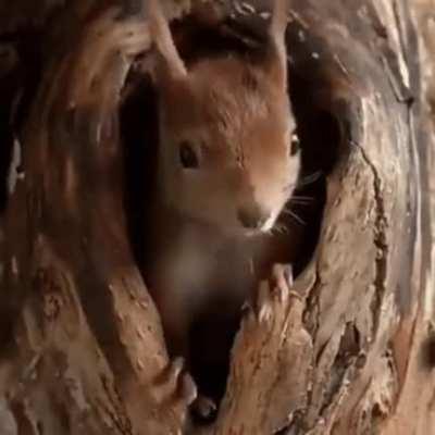 Inside a Squirrel's Nest