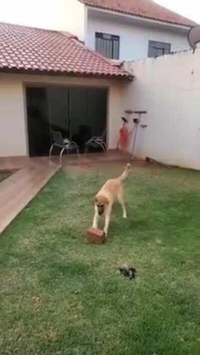 lmao, so many toys around and he finds joy in a BRICK