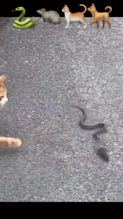 The whole food chain is here