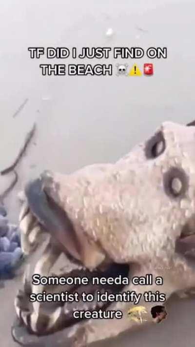 UNDISCOVERED SPECIES‼️