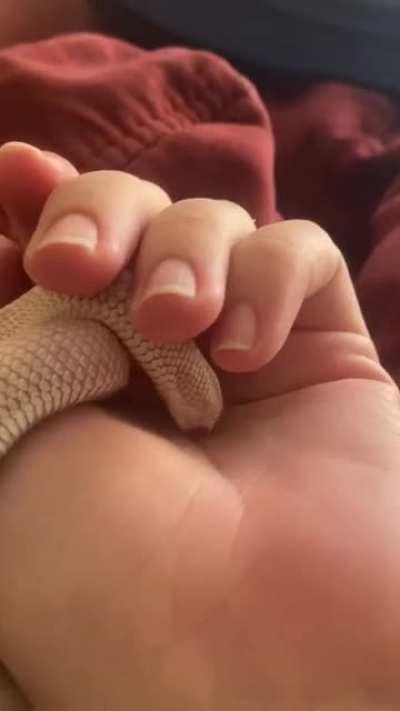 SnAkE bRuTaLlY aTtAcKiNg