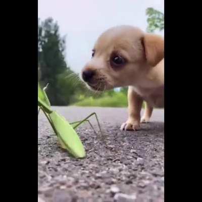 Pup mantis