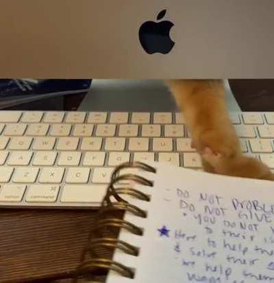 Below the screen of an important Zoom meeting 🙄