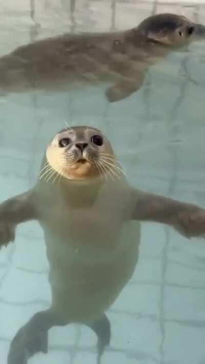 Seal wink