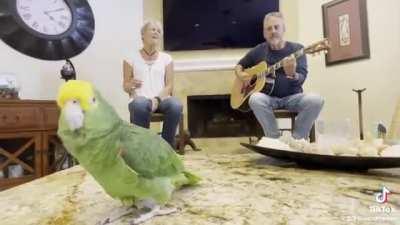 Parrot is the main character.