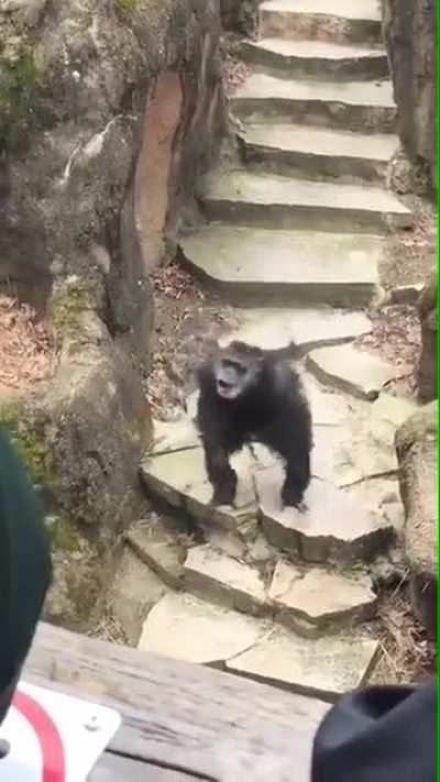 monke deems you worthy