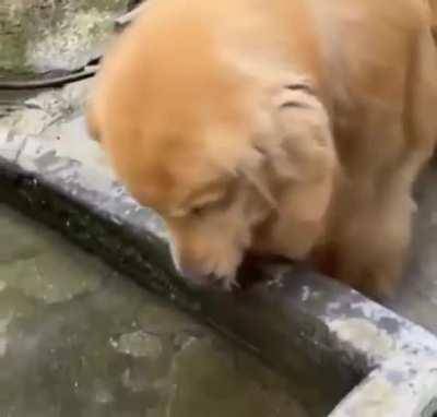 Dog saves a fish