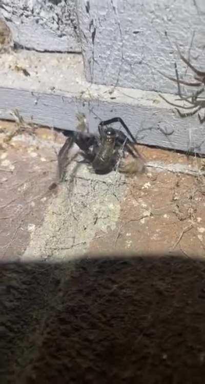 Feeding a wild Kukulcania hibernalis I found.