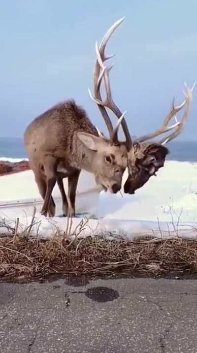 🔥 Deer with another deer's head stuck on it antler